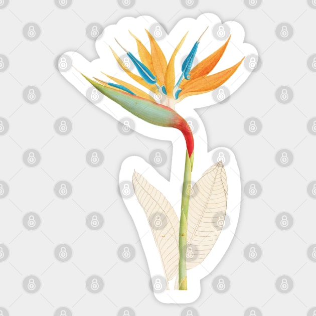 Bird of Paradise - Strelitzia Reginae - botanical illustration Sticker by chimakingthings